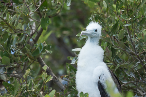 Frigate Brid Chick, Barbuda